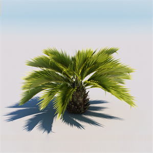 Palm